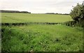Wheat by the Monarch's Way in SP3 5HE