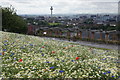 Wild flower meadow on Everton Brow in L3 8DY