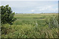 Grazing marsh on Marshside RSPB reserve in PR9 9NY