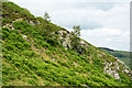 Trees and rock outcrops in Cumbria