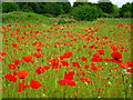 Poppies in Blondin Park nature reserve in TW8 9JX