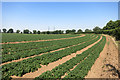 Growing Potatoes near Friston in IP17 1NJ