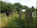 Bull In Field - Southorpe Paddock Nature Reserve in Southorpe