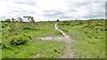 Holbury, forestry track in SO45 2FH