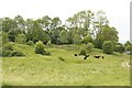 Cows on the South Hills in HP18 9ST