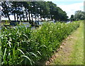 Towpath of the Trent & Mersey Canal in ST18 0FY