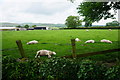 Sheep lazing near Coldwall Farm in DE6 2BS