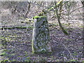 Woolpit Triangulation Pillar hidden in woodland at Haughley Park in IP14 3JU