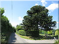 Monkey Puzzle tree by Attwater Lane in TN18 5BB