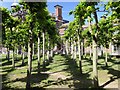 Topiary trees at Sudbury Hall in DE6 5HY