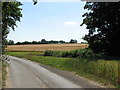 Crop fields beside Hollow Lane in IP31 1BU