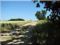 Farm track through crop fields in IP31 1DH