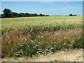 Bindweed on the edge of a wheat crop field in IP31 1DH