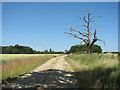 Dead tree beside farm track in IP31 1DH