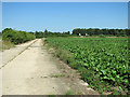 Concreted farm track beside sugar beet crop field in IP31 1DH