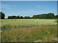 Ripening wheat by Coney Weston in IP31 1DH