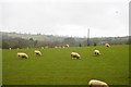 Sheep grazing, Hewish in West Crewkerne