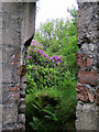 Rhododendron by Oban Hydro ruins in PA34 4EB