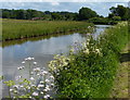 Trent & Mersey Canal near Sandon in ST18 0DH