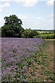 Borage on Helmons Farm in CM2 8UZ