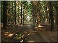 Track, Cowdray Forest in RH17 6QA