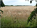 Field of barley near Lodge Farm, Colsterworth in Isaac Newton Ward
