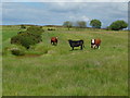 Bridleway crossing a field, Fylingdales and Hawsker Common in YO22 4QH