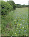 Wild flower meadow, Horsenden Hill open space in UB6 7QN