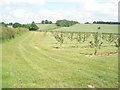Young apple trees on Hockham's Farm in WR6 6QQ