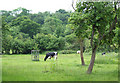 Cattle Grazing, The Smithies, Shropshire in WV16 4TE