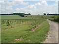 Cider orchard and Witton Hill in WR6 6QQ