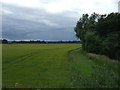 Crop field beside the Brox Burn in EH29 9EA