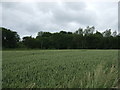 Crop field towards woodland in EH30 9TR