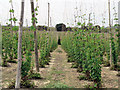 In the hop gardens at Tibbs Farm in TN31 6AR