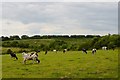 View to Borrowpit Meadows from the Salt Line trail in ST7 2SH