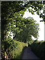 Lane past Tudhay in EX13 5XB