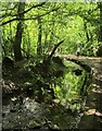 Mill Leat, Mellon's Copse in TQ12 6AJ