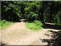 Junction of tracks in Cuckoo Wood in Llandogo