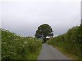 Tree on West Road, west of Roborough in EX19 8TW