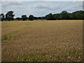 Ripening wheat in Over & Willingham Ward