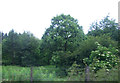 Woodland near the M8 in EH52 6PA