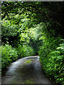 Woodland lane to Welcombe, Devon in EX39 6HL