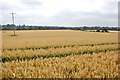 Wheatfield and view south near Tanfield Tye in CM2 8UZ
