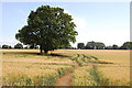 Wheatfield south of Little Peverels in CM2 8UE