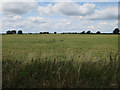 Wheat field by Sponge Drove in Willingham