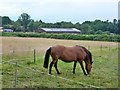Horse pasture, Felbridge in RH19 2PE
