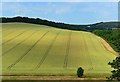 Ripening crops, Linkenholt, Hampshire in SP11 0EA