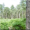 Dibden Inclosure, conifers in SO45 5SQ