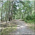 Dibden Inclosure, forestry track in SO45 5SQ
