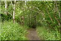 Path junction, in Craig Wood in IV15 9RH